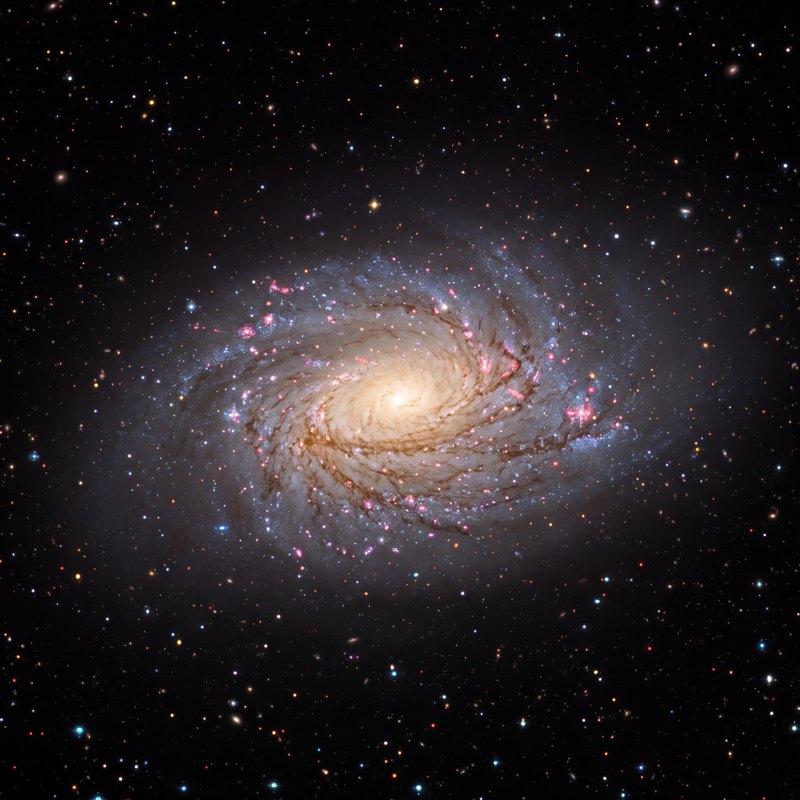 Sunflower Galaxy (M63 · NGC 5055), telescope photograph finished for print